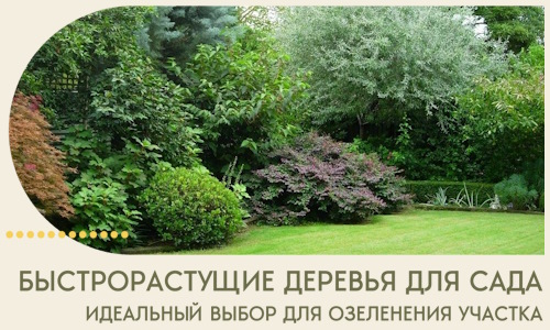 Быстрорастущие деревья для сада идеальный выбор в Вологде