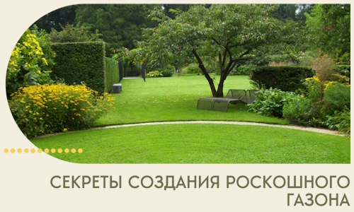 Секреты создания роскошного газона в Вологде